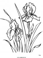 disegni_natura/fiori/fiori_61.JPG