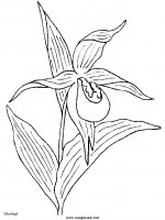 disegni_natura/fiori/fiori_66.JPG