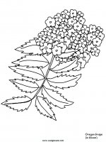 disegni_natura/fiori/fiori_67.JPG