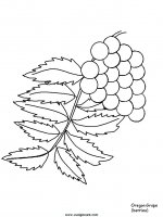 disegni_natura/fiori/fiori_68.JPG