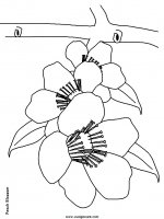 disegni_natura/fiori/fiori_69.JPG