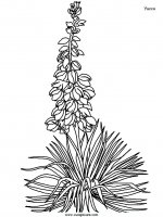 disegni_natura/fiori/fiori_79.JPG
