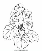 disegni_natura/fiori/geranio9650.JPG
