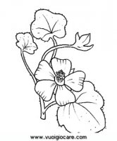 disegni_natura/fiori/malva.JPG