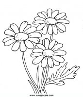disegni_natura/fiori/margherita.JPG