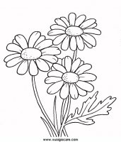 disegni_natura/fiori/margherita9650.JPG