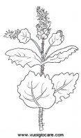 disegni_natura/fiori/menta.JPG