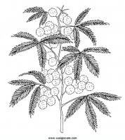 disegni_natura/fiori/mimosa.JPG