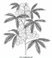 disegni_natura/fiori/mimosa9650.JPG