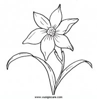 disegni_natura/fiori/narciso.JPG