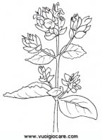 disegni_natura/fiori/origano.JPG