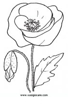 disegni_natura/fiori/papavero.JPG