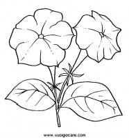 disegni_natura/fiori/petunia.JPG