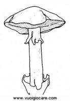 disegni_quattro_stagioni/autunno/fungo_ovolo9650.JPG