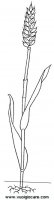 disegni_scienze/ciclo_grano/grano.JPG