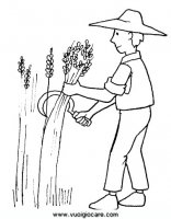 disegni_scienze/ciclo_grano/mietitura.JPG