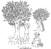 disegni_scienze/ciclo_olio/olioRaccolta.JPG