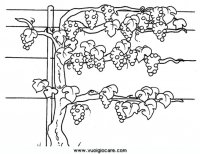 disegni_scienze/ciclo_vino/vinoVite.JPG
