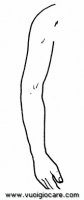 disegni_scienze/corpo_umano/braccio9650.JPG