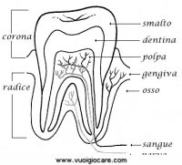 disegni_scienze/corpo_umano/dente_sezione9650.JPG