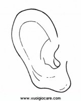 disegni_scienze/corpo_umano/orecchio9650.JPG