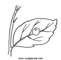 disegni_scienze/metamorfosi/metamorfosi_farfalla_1.JPG