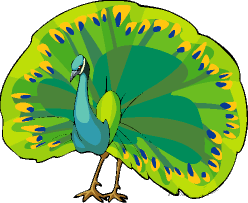 disegni da colorare pavone