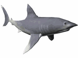 disegni da colorare squalo