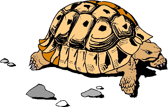 disegni da colorare tartaruga