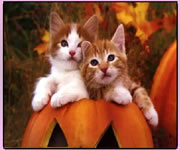 puzzle gattini