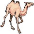 disegni da colorare cammello