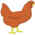 gallina