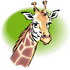 giraffa disegni