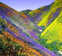 disegni da colorare primavera
