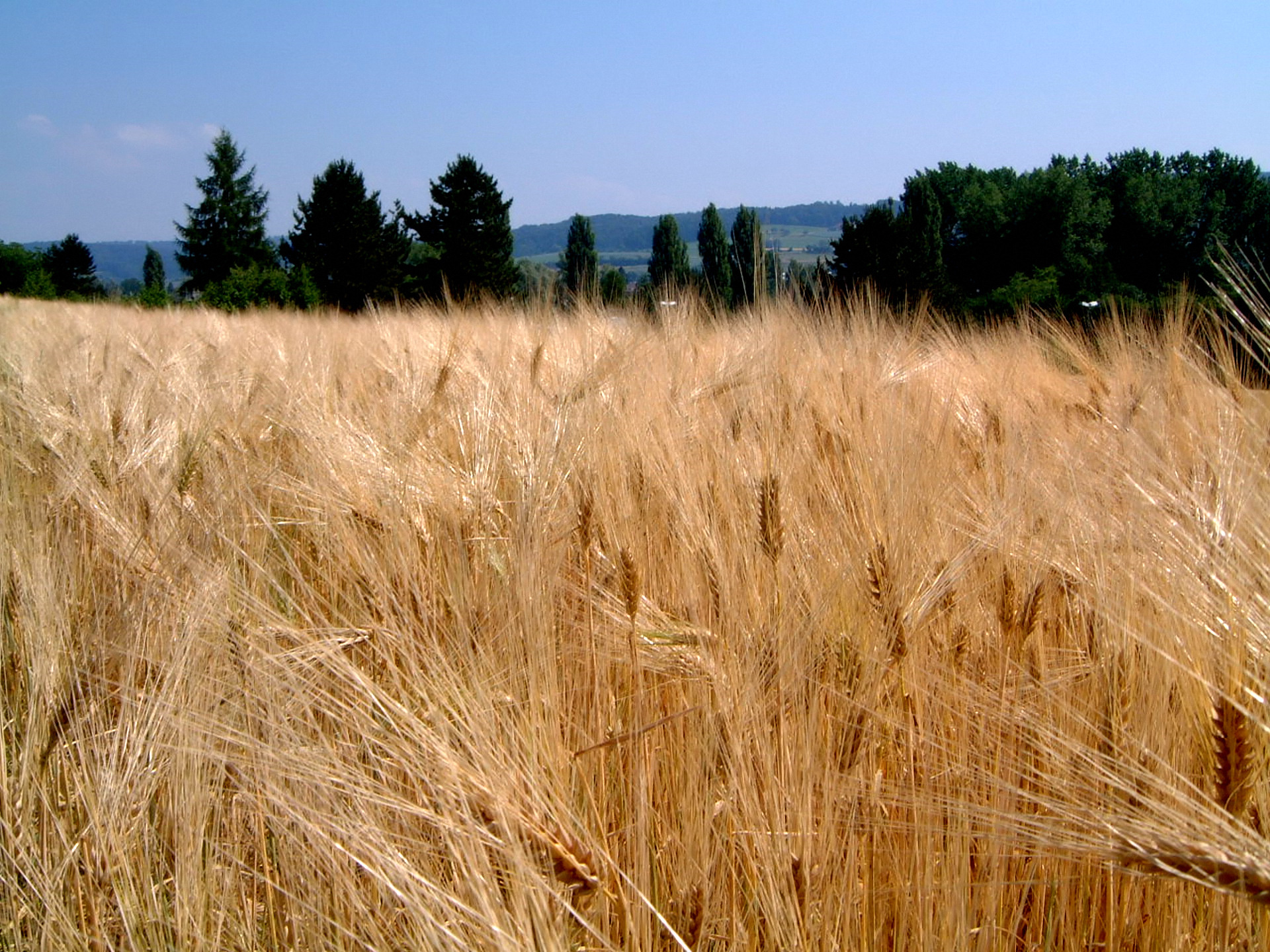 disegni da colorare il ciclo del grano