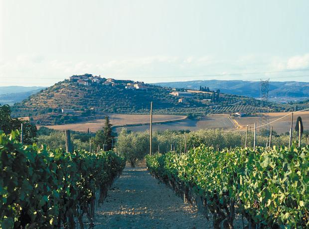 disegni da colorare ciclo del vino
